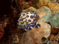 Greater blue-ringed octopus (Hapalochlaena lunulata) take... by Lillian Khoo 